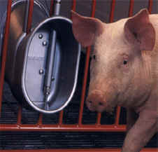 Pig Swine Livestock Stainless Steel Waterer Drinkers Nipples Water Drink FU 